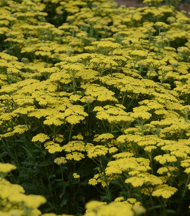 ACHILLEA `FIREFLY SUNSHINE`