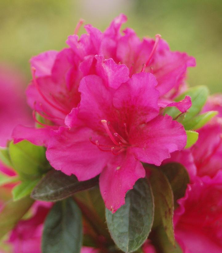 AZALEA `GIRARD`S FUCHSIA`