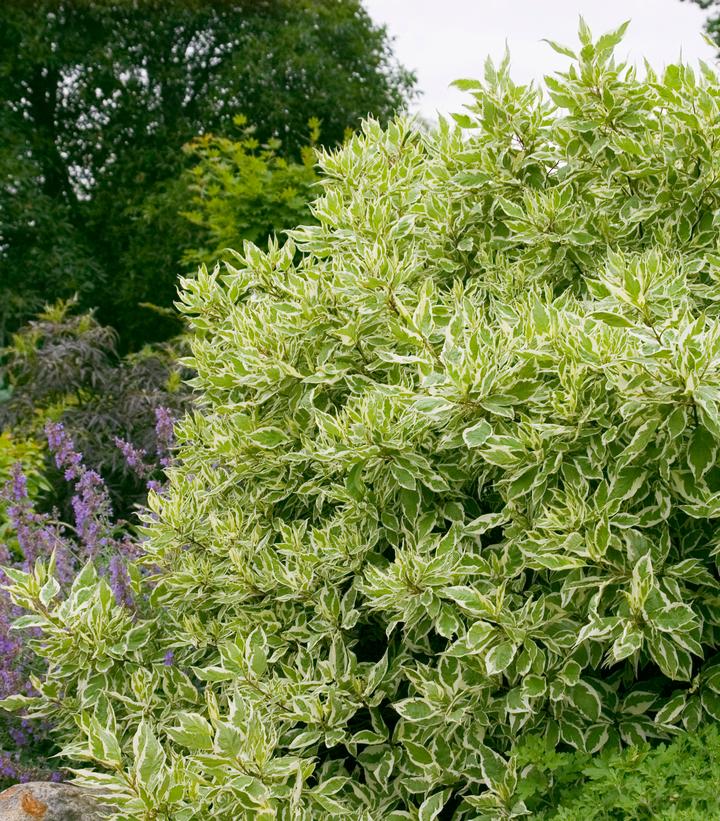 CORNUS ALBA `IVORY HALO`