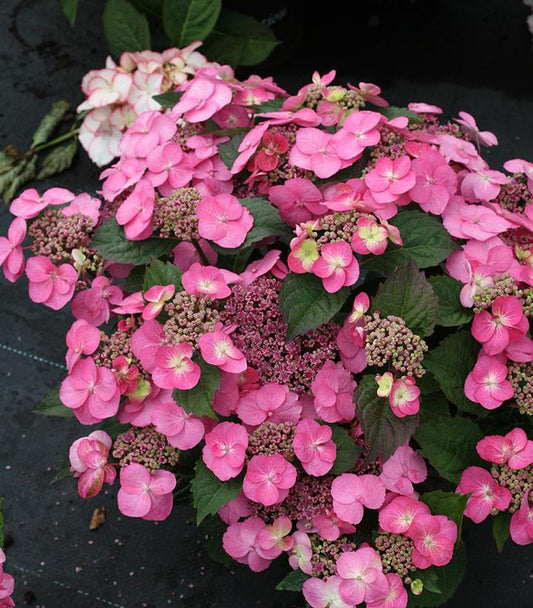 HYDRANGEA M.S. `TUFF STUFF AH-HA`