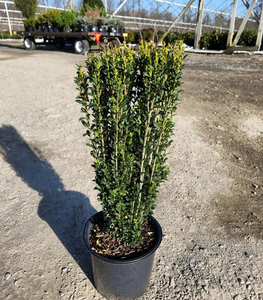 ILEX CRENATA `SKY PENCIL`