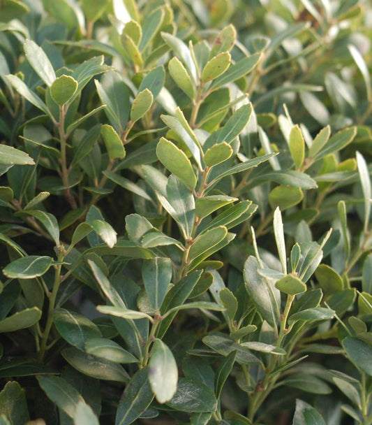 ILEX GLABRA `DENSA`