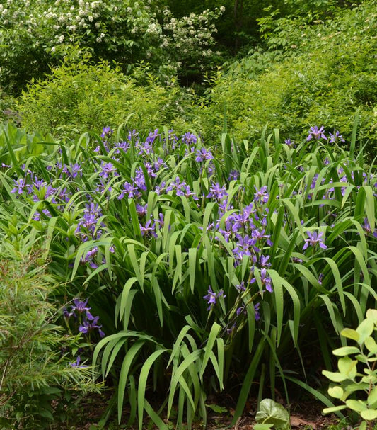 IRIS VERSICOLOR `PURPLE FLAME`