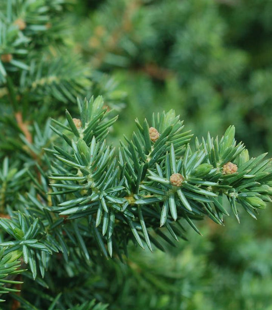 JUNIPERUS CONFERTA `BLUE PACIFIC`