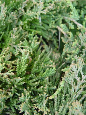 JUNIPERUS HORIZONTALIS `WILTONI`