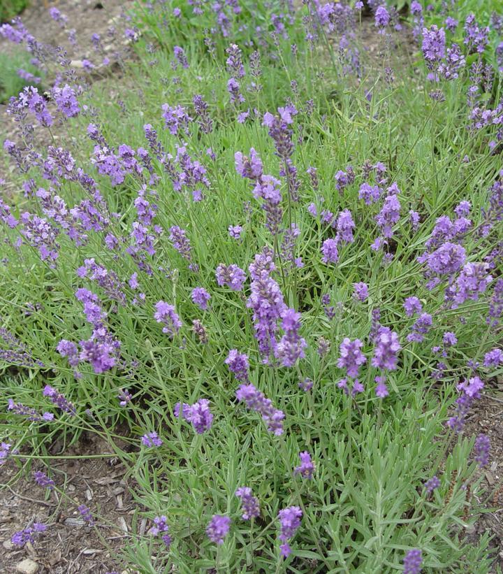 LAVANDULA ANGUSTIFOLIA `MUNSTEAD STRAIN`