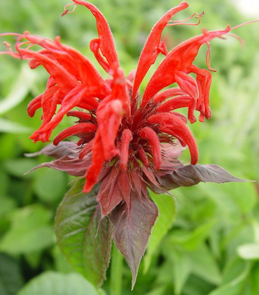 MONARDA DIDYMA `JACOB CLINE`