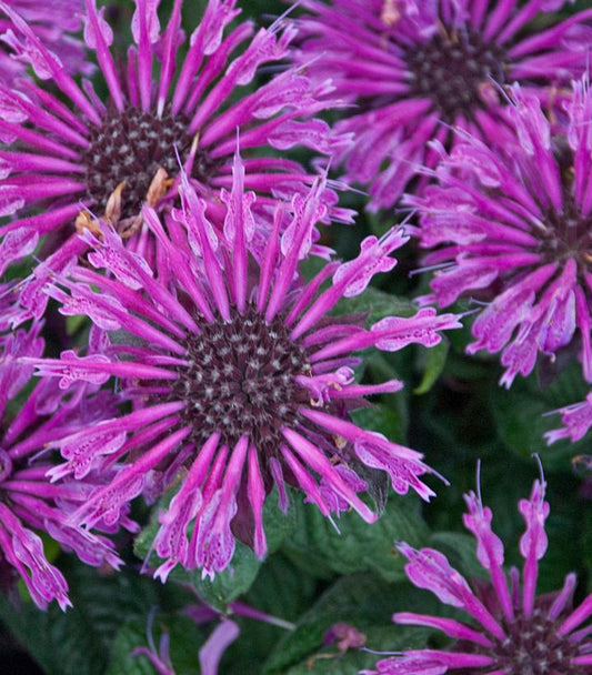 MONARDA `LEADING LADY PLUM`