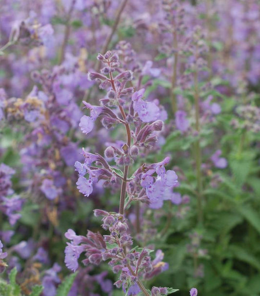 NEPETA `WALKER`S LOW`