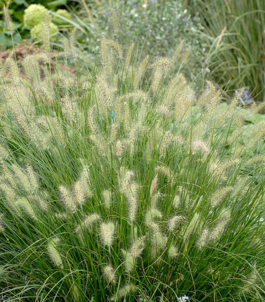 PENNISETUM ALOPECUROIDES `HAMELN`