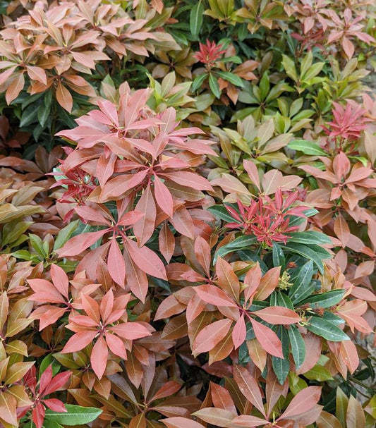 PIERIS JAPONICA `MOUNTAIN FIRE`