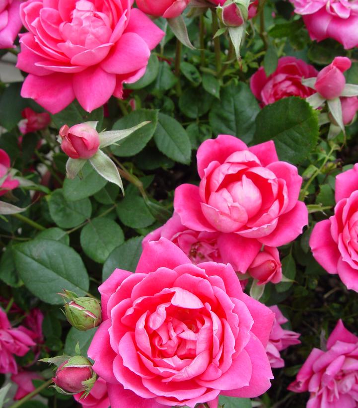 ROSA `DOUBLE PINK KNOCK OUT`