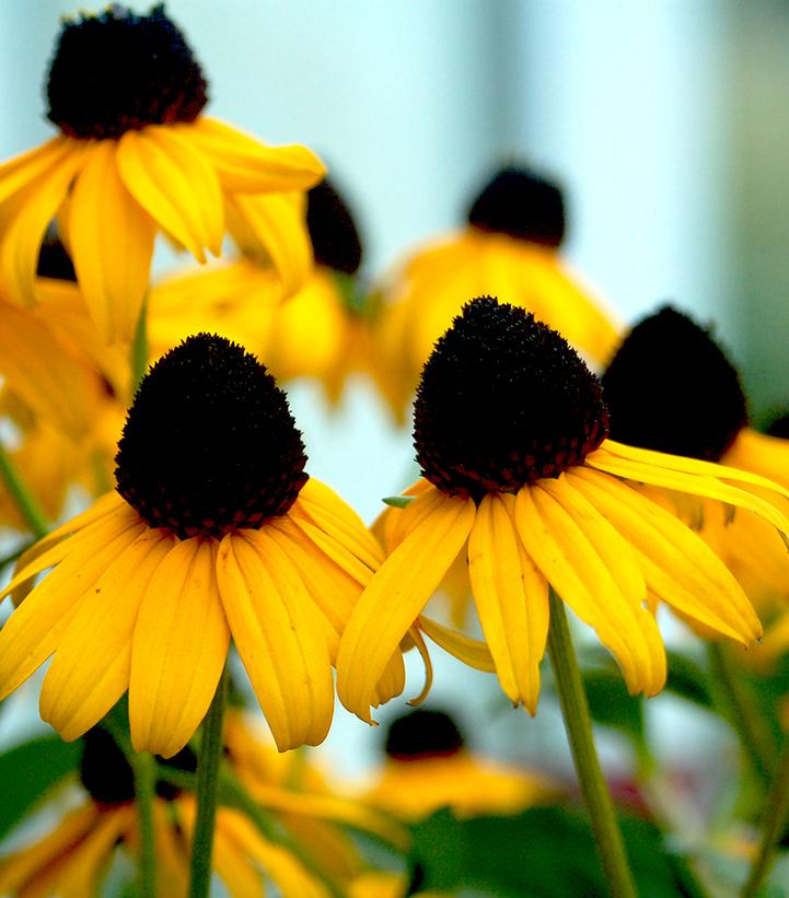 RUDBECKIA FULGIDA `GOLDSTURM`